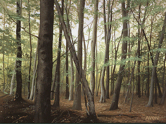 Forest (111)